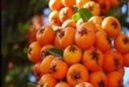 زالزالک ؛ ضدآنژین، ضدفشار و چربی خون و ضداسهال