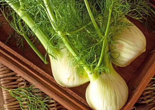 Fennel