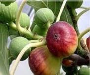 angir1