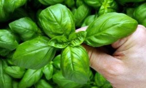 ریحان دشمن اسیب دیدگی در سلولها