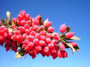 با زرشک دیابت و چاقی ممنوع
