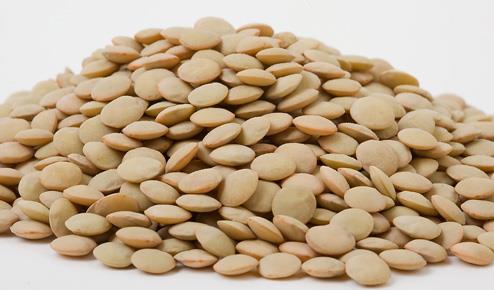 گیاه عدس و خواص آن