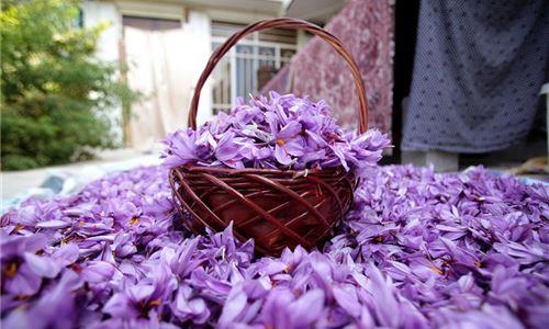 زعفران و نقش در نابینایی