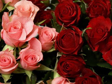 اگر افسرده اید به گل و گیاه نگاه کنید