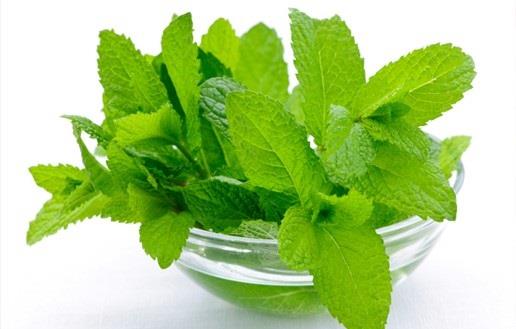 فواید بی نظیر گیاه عرق نعنا
