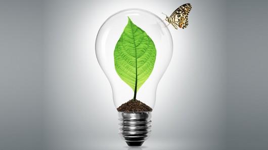 گیاهان ضد درد رابیشتر بشناسیم