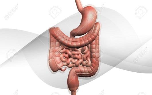 دستگاه گوارش بخش دوم