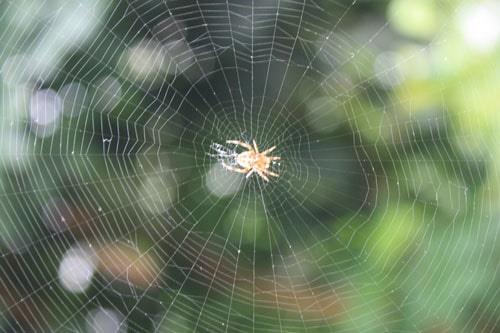 Spider's web